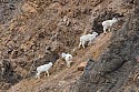 Dall Sheep Lambs.jpg