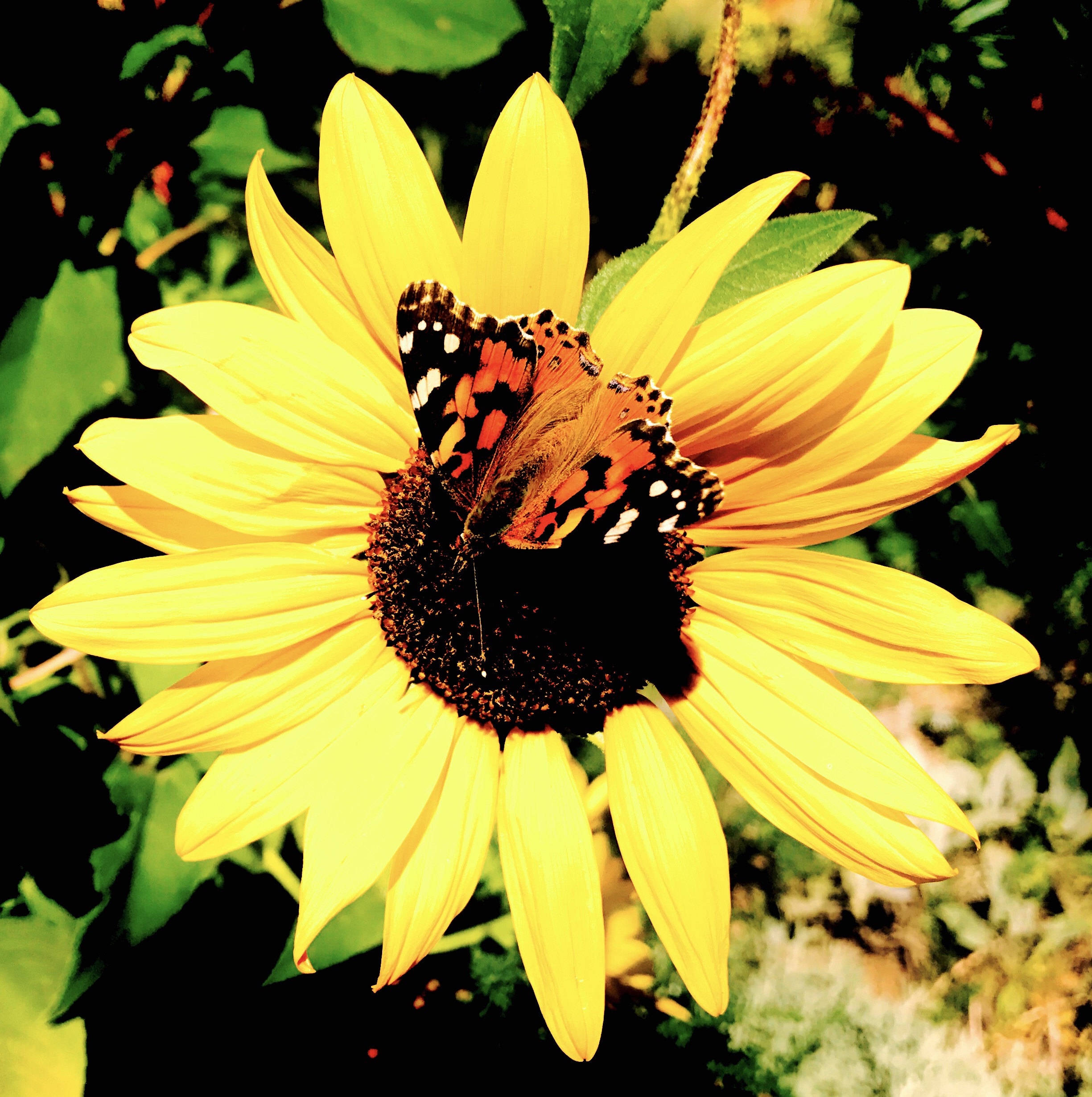 Painted Lady butterfly.jpg
