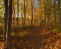 Fall Foliage.jpg