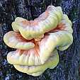 Fungi in NH.jpg