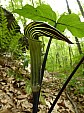 Jack in a Pulpit.jpg