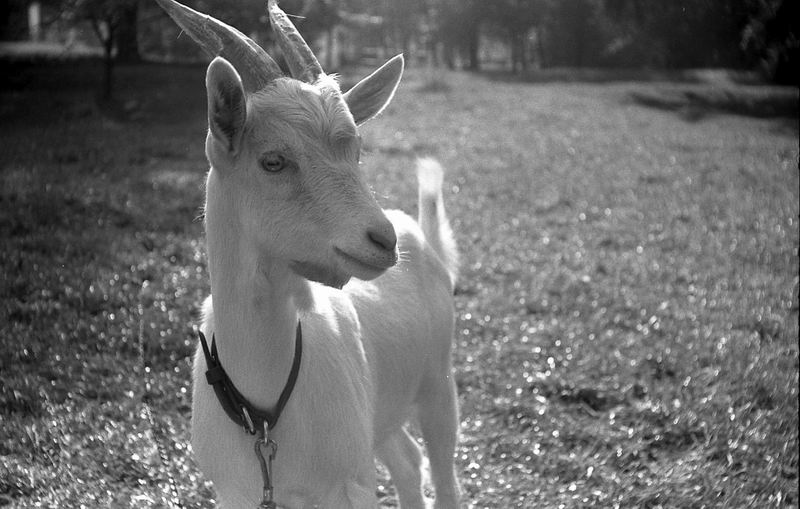 goats_01.jpg