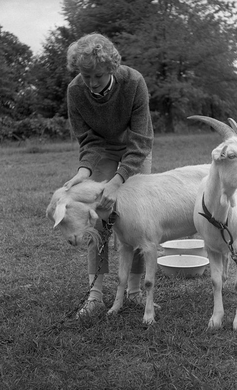 goats_05.jpg