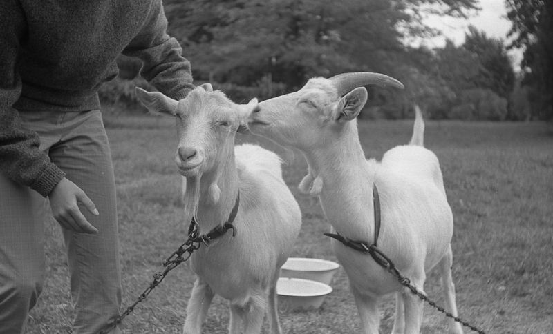 goats_06.jpg