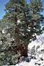 335_Sierra_Juniper_on_trail.jpg