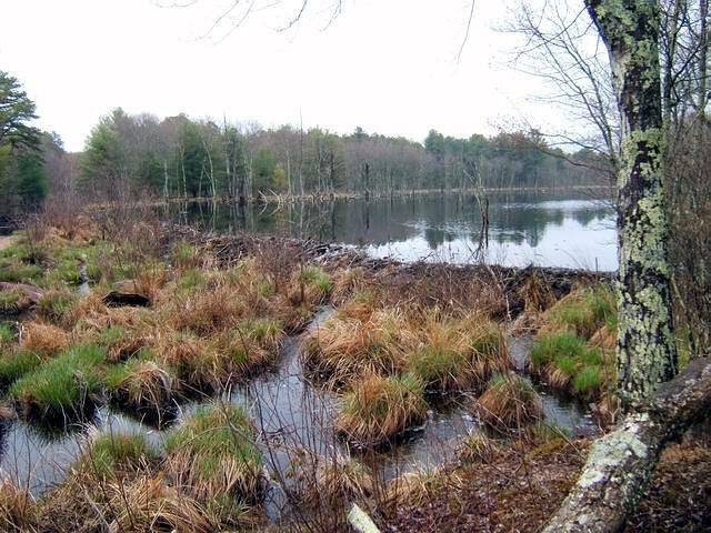 beaverpond_042807_08.jpg