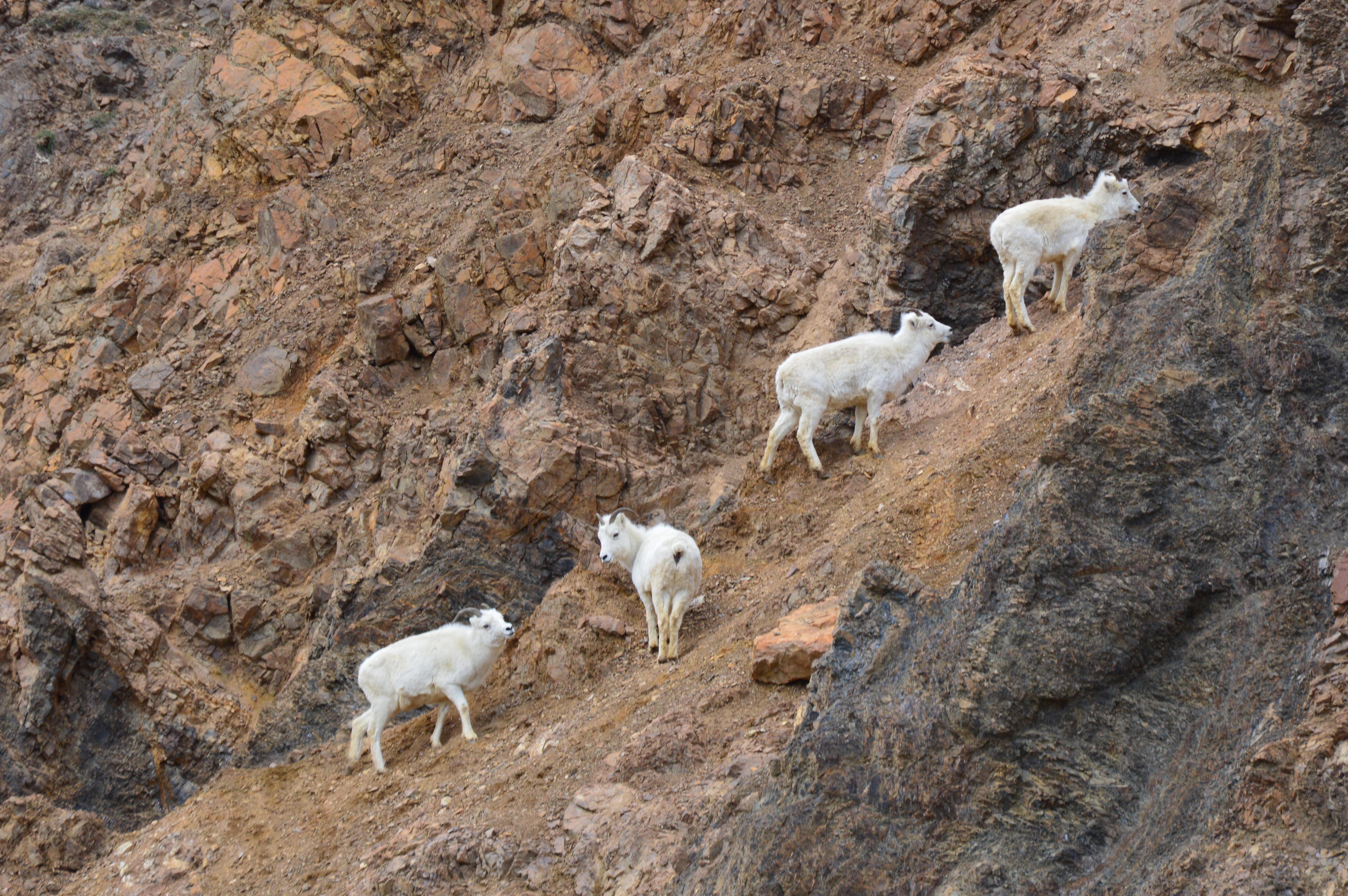 Dall Sheep Lambs.jpg