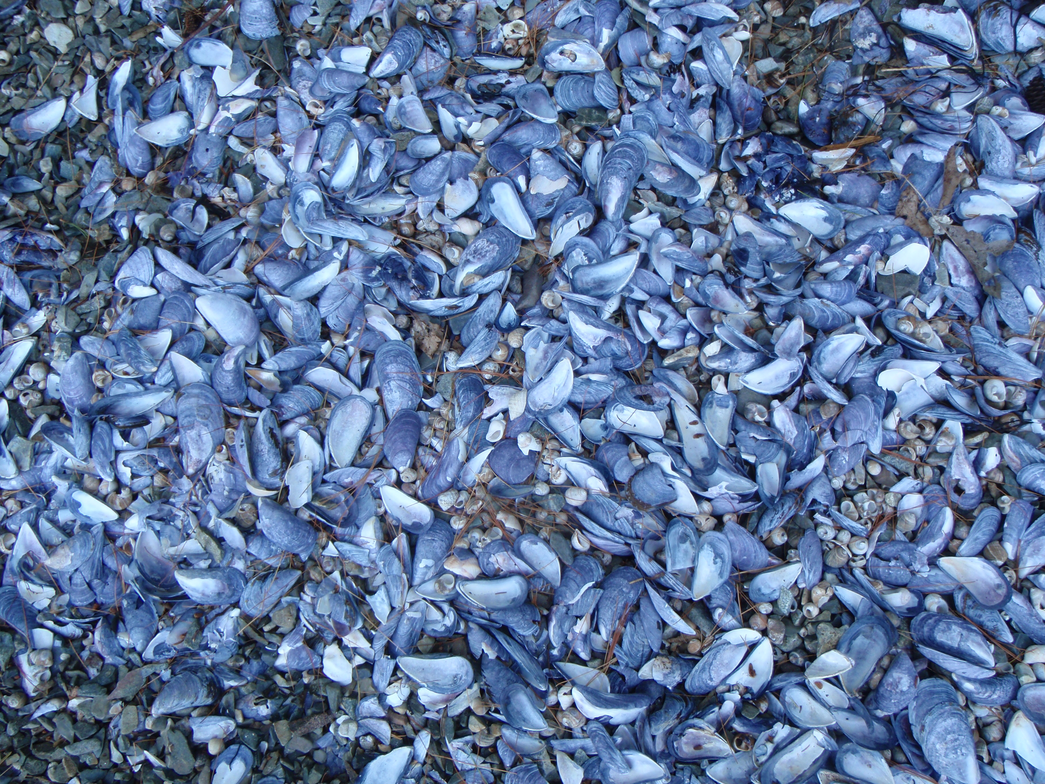 P7200107 mussel shells.JPG