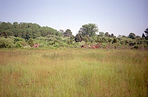 dutch_island_29.jpg