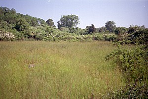 dutch_island_38.jpg