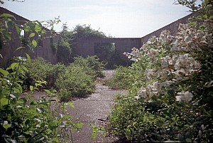 dutch_island_44.jpg
